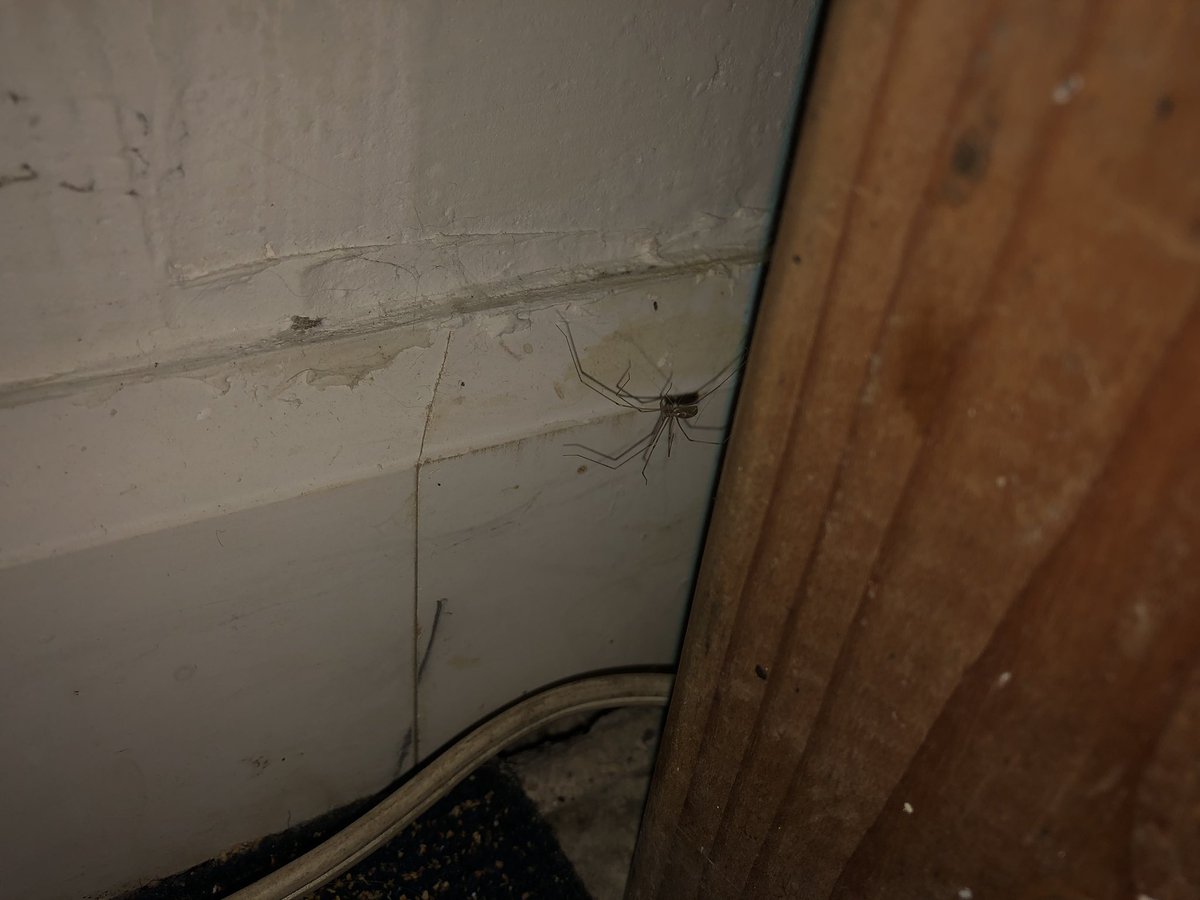 nycnorton's tweet photo. @RecluseOrNot Been seeing lots of baby spiders in my basement in Tribeca (Manhattan, NYC). You confirmed a few months ago I had a recluse in this room. Found this beast this morning. The best shot I have - looked smaller than last. Perhaps you can confirm it’s not a recluse??? https://t.co/qSOxk9g1uv
