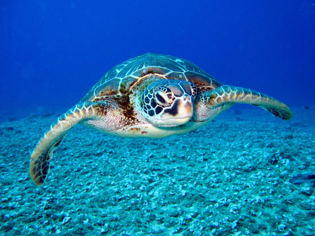 Hostea_'s tweet photo. Mexico is home to 6 of 7 species of sea turtles, which have seen their ecosystem drastically affected in recent decades. If you visit any beach in the country make sure you do not disturb spawning areas. #WorldSeaTurtleDay #HosteaNews #Flowspitality https://t.co/AJZWUOFBZJ