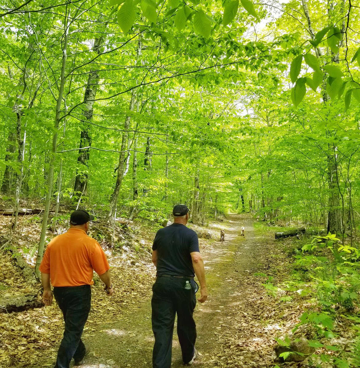 CapeBreton_Hike's tweet photo. Getting lost in a forest of greens. 🌿
Want a serene &amp; peaceful walk, this one is it! The trail is along side the river &amp; meanders through an old growth forest. Salmon Pools is great for families &amp; you may catch someone fly fishing for salmon at the first pool.
#capebreton #cbhnp https://t.co/9eEfxt0OJz