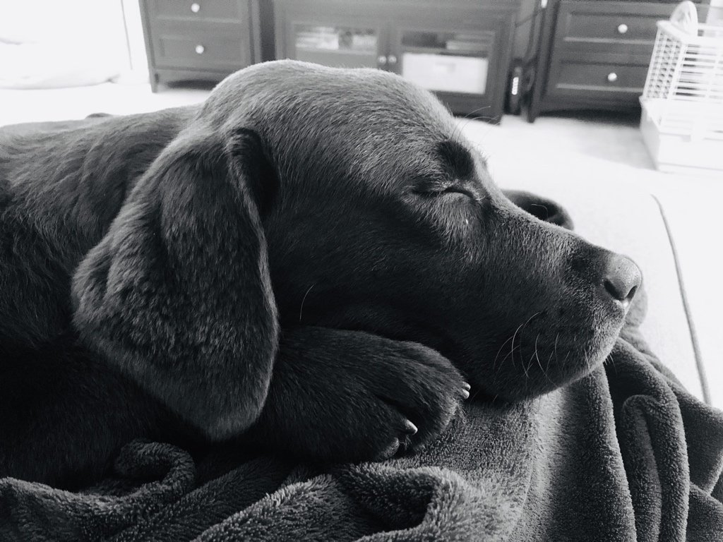 OurGeorgiaBelle's tweet photo. Snuggle time. 💜
#GeorgiaBelle #Puppy #PuppyLove #dogsoftwitter https://t.co/DweBD9HqmY