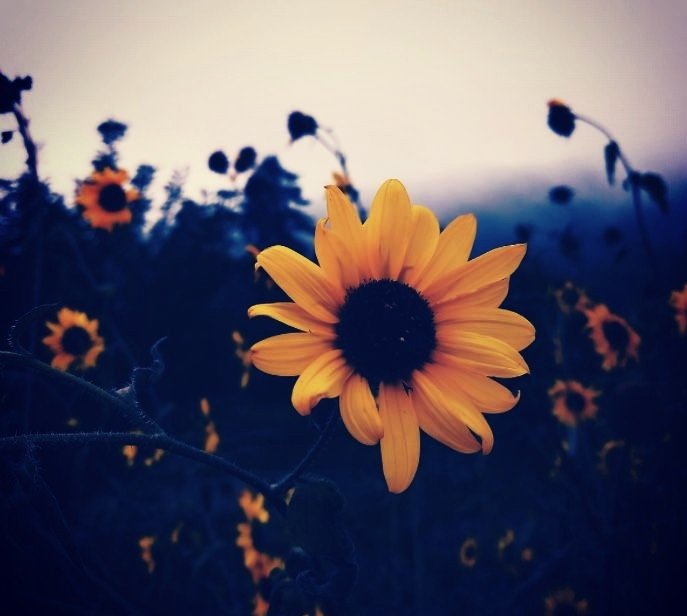 jncontreras_'s tweet photo. You and me always my baby sunflower @pledis_17 

#CaratSelcaDay  #Carat #CaratsSelcaDay  #CARAT_SELCA_DAY https://t.co/vX9JoD8daB