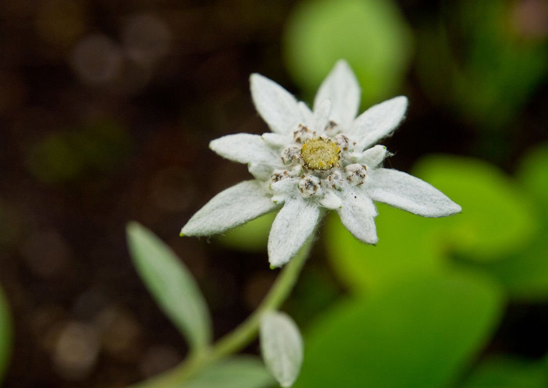 ａｎａ撮り機動カメラマン 書ききれなかったので 解説を少々 この花は レブンウスユキソウ 利尻島で花 の種を買って自宅で苗に育て庭に植え替えて２年目に咲いた時の絵 レブンウスユキソウは高山性の多年草です そしてこの花の花言葉も今回のお