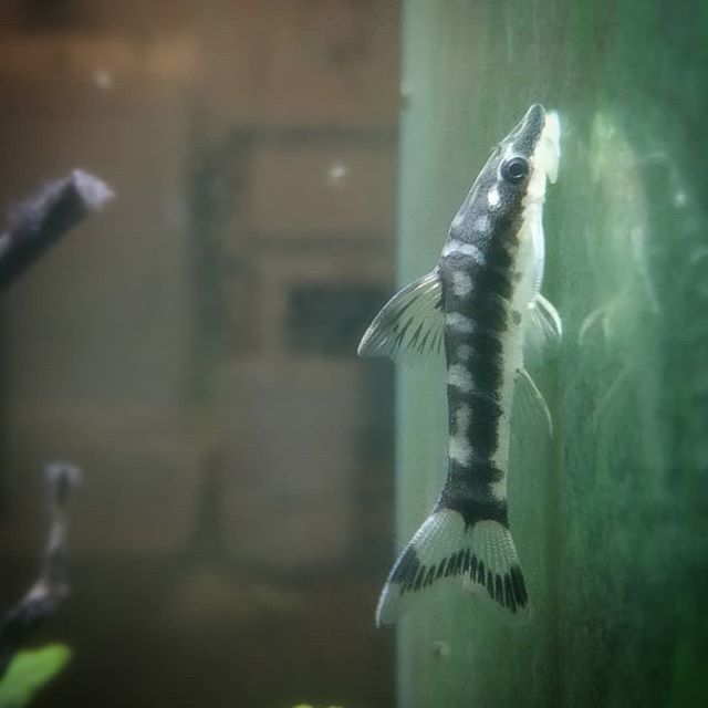 OVAS_CA's tweet image. So beautiful :) #zebraotocinclus #ottawavalleyaquariumsociety #fishkeeping #aquariums #OVAS bit.ly/2KTQvSg