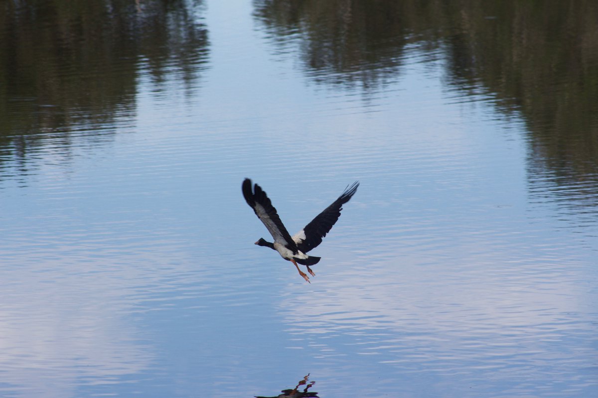 AustOrnithConf's tweet photo. One week left! - Remember to get those bird photos in for the #AOC2019 bird photo comp
Categories are, #ThreatenedBirds, #BirdBehaviour, #BirdsInFlight, #BirdsUpClose, #PeoplesChoice
More details here: https://t.co/HQokJrwPFl https://t.co/hJB0KGmDoq