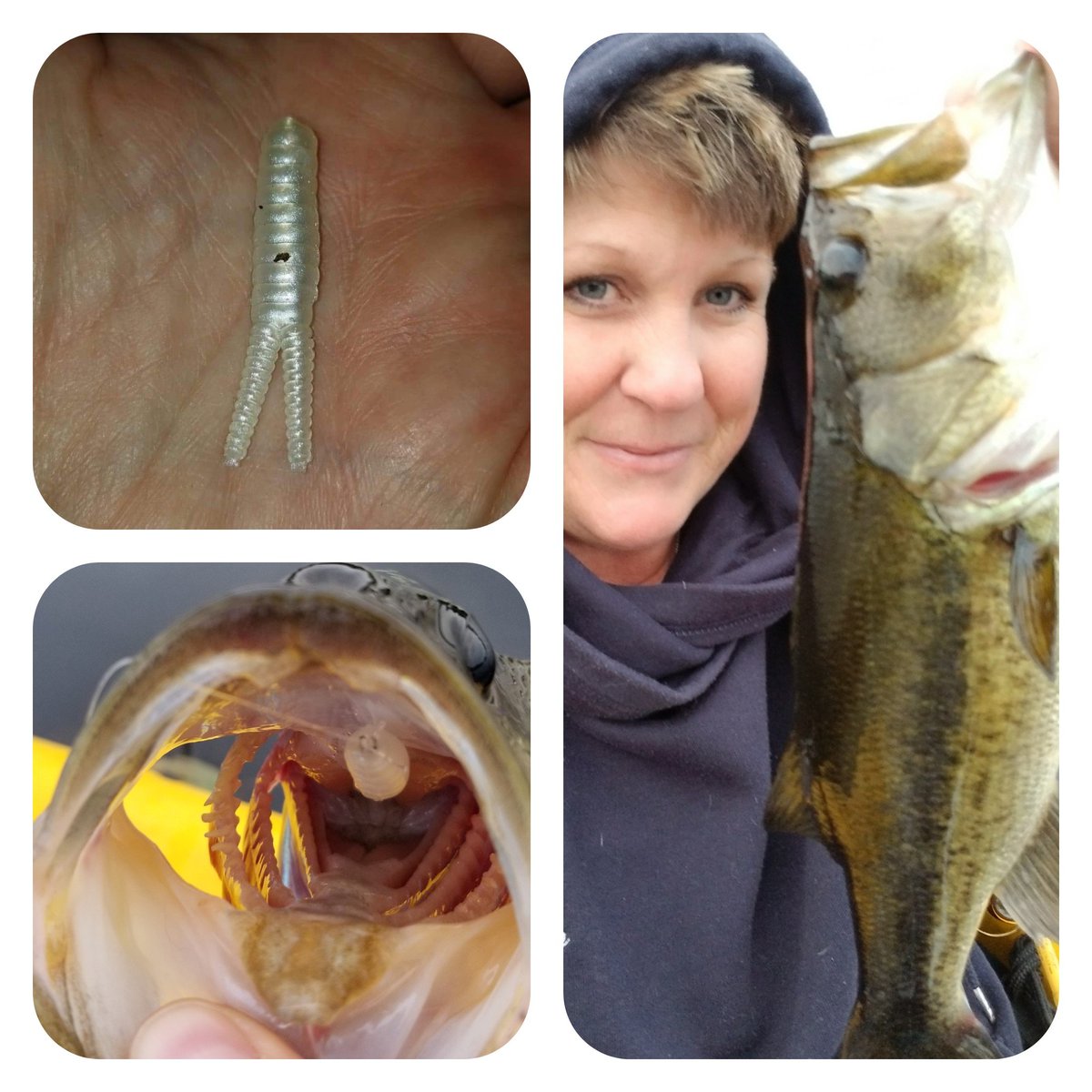 LadyAngler45's tweet photo. Was very cold &amp; windy tonight but this handsome guy came out to play! 1.5" split tail beatle from @lockettoutlet Go to https://t.co/K8fMT5ZWNz to order! Put "VICTORIA" in the promo code &amp; save $! #VKLadyAngler #prostaff #fishingaddiction #itsmylife #fishingmichiganlakes https://t.co/IDvrTOFoTc