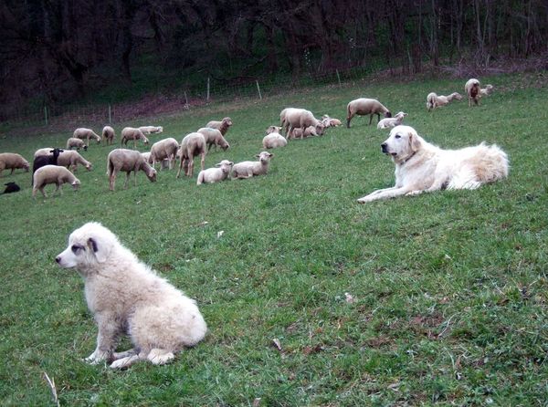 [Good !] 28/06 Valence
Atelier communauté #dataforgood
"Les données au service de la protection des troupeaux : analyse du comportement des chiens de protection"
3 témoins locaux présenteront leurs travaux #iot #stats #ethologie
meetup.com/fr-FR/Valence-…