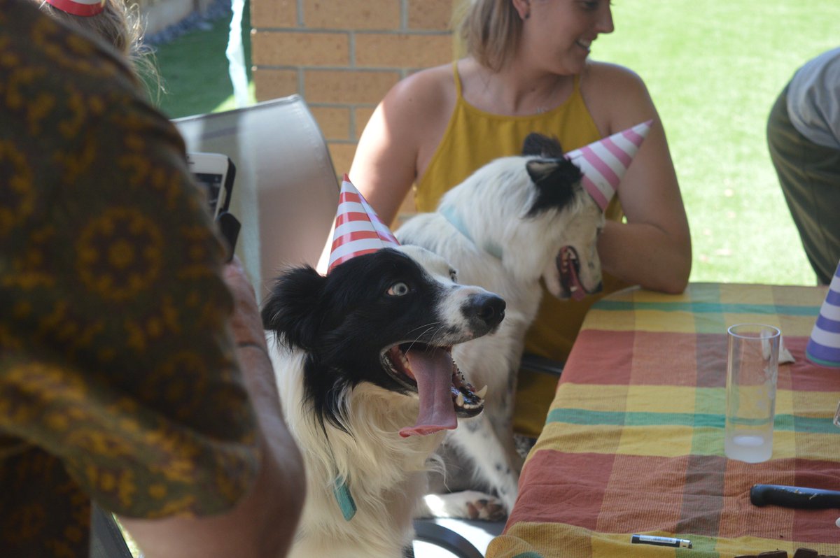 andrew_katsis's tweet photo. Although I am excited to submit my thesis in a few months' time, I will probably never be as excited as my old housemate Indy at his offspring's 1st birthday party. #dogsoftwitter https://t.co/fRwr5bDawI