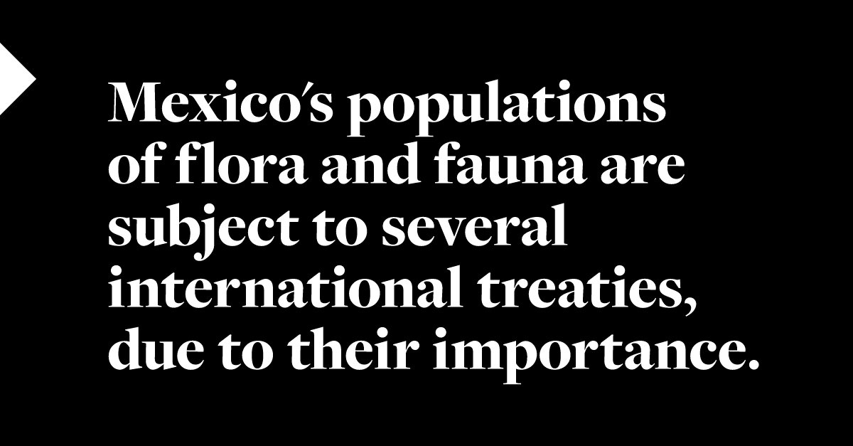 WhiteCase's tweet image. Offshore wind projects in Mexico: Developers are commonly required to establish a bird and bat protection plan, which will include monitoring requirements to undertake before construction and until the operation phases end. whcs.law/2Qgoyoe #windprojects #renewableenerg