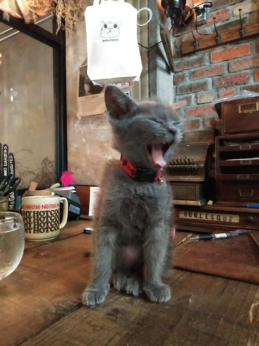 y4y5m1t3z's tweet photo. バーレスクさん
増えてました。
ちっちゃい
#buresque
#kyoto
#kitten https://t.co/U8kUmeBnxr