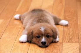PetsParadiseKE's tweet photo. When Monday blues catch up with you...
#petsparadise
#funpets
#pawmonday
#doglove
#nairobi https://t.co/FONOtq3Ygt