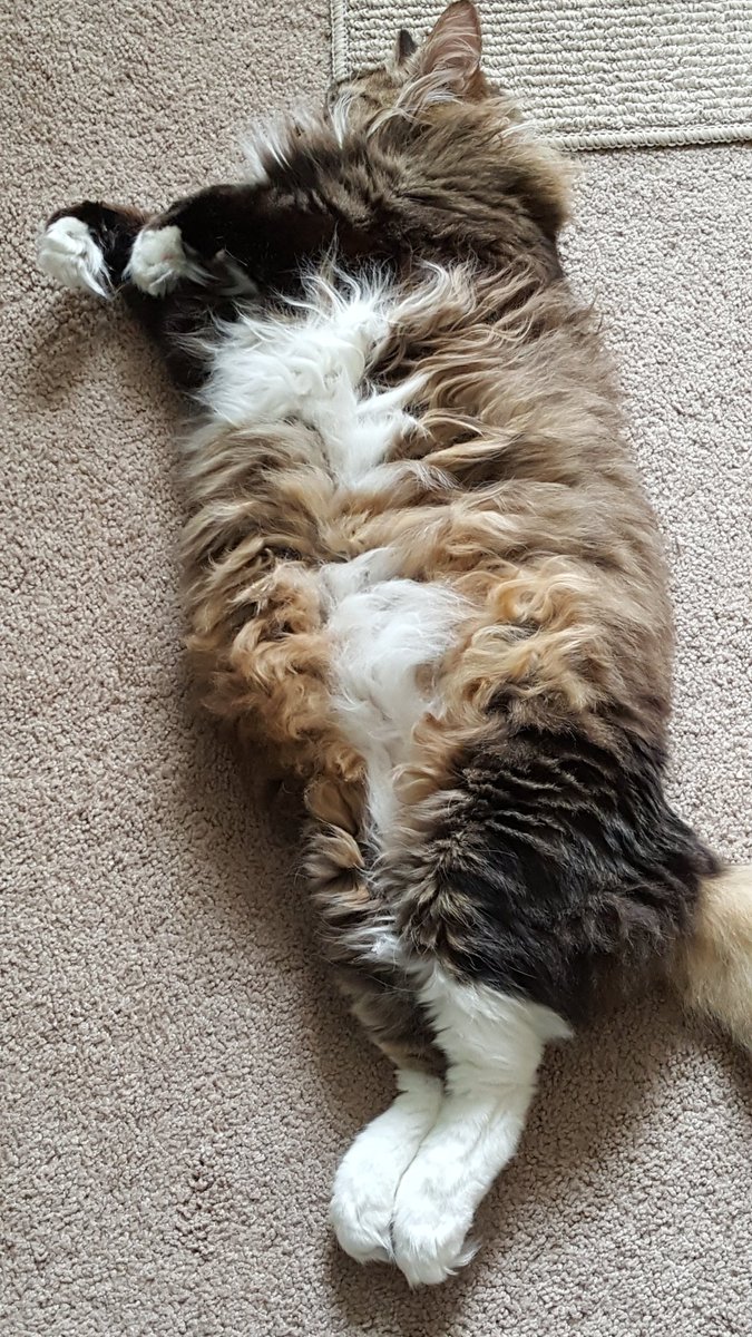 TBabykitty's tweet photo. @LolaKittySLC Uh-oh! I think I'm too late for the #FloofOff https://t.co/GIZeYXg5kN