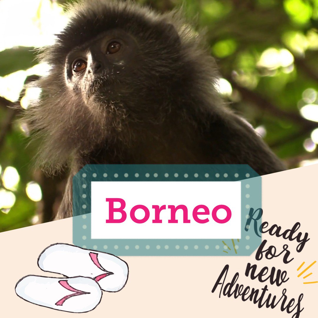 Solotravelmith1's tweet photo. Am Freitag startet die nächste große #Backpackingtour . Ich fliege über #Singapore nach #kuching auf der #insel #borneo . Dort will ich im #regenwald schlafen, #Affen sehen, vor allem #orangutan anschauen. Ich will durch den #bakonationalpark wandern, Land u.Leute kennenlernen https://t.co/vPbucMZpwo