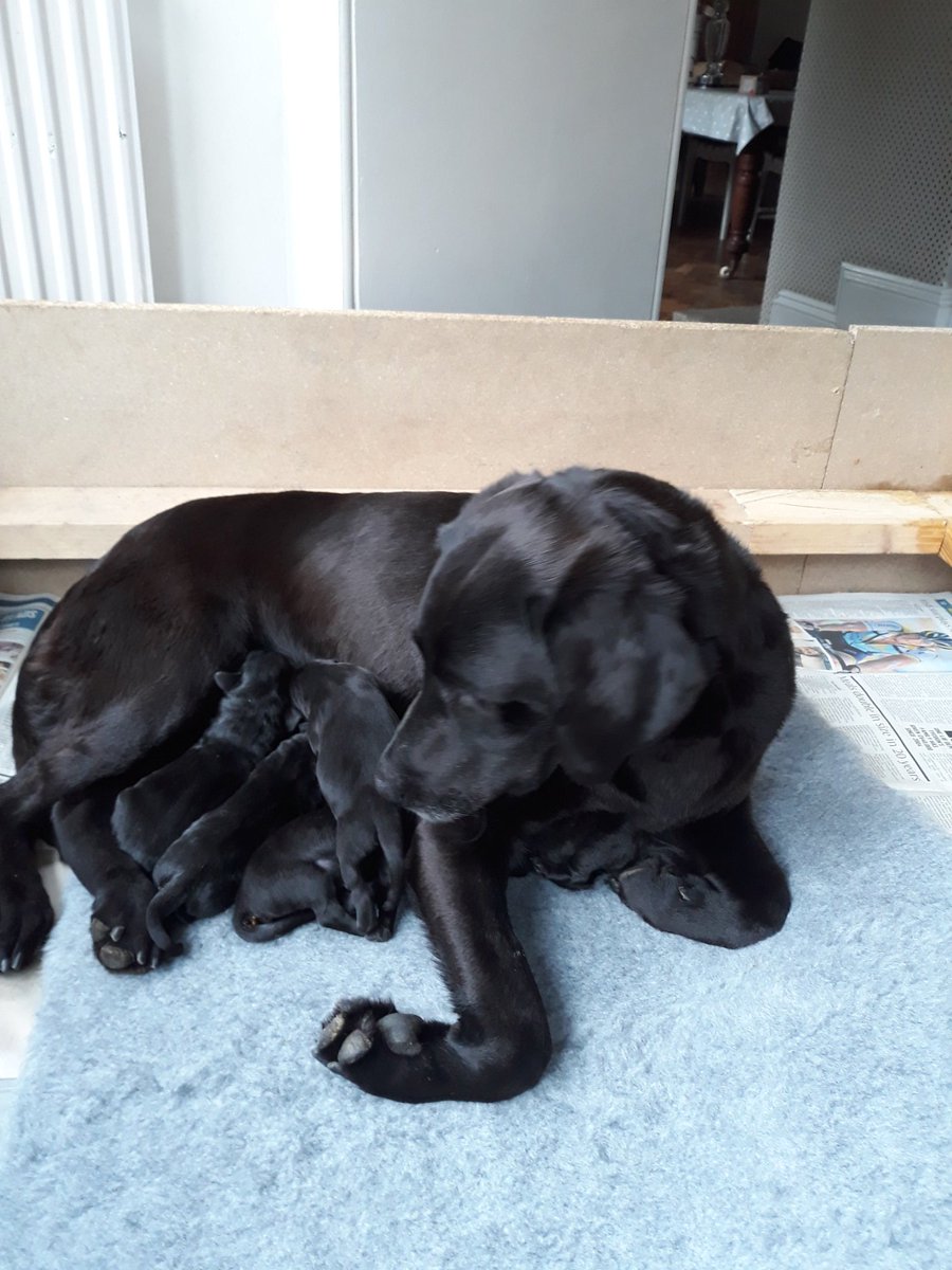 Willow has had 5 beautiful black #labrador puppies.  They are absolutely adorable and she is being such a fantastic mum. #nosleepcantstopwatching