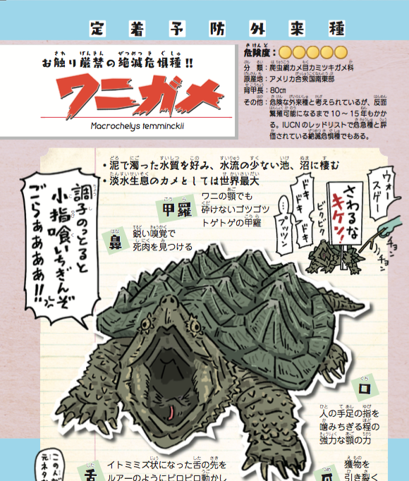 @VppAS1XNdgNBx1E ガメラのモデルと言われてるのはワニガメの方では。 