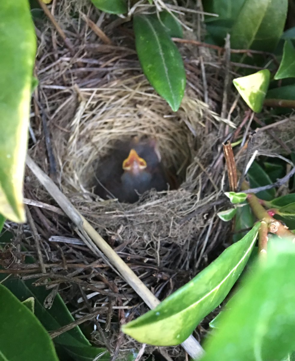 Time2S5280's tweet photo. Update: babies are growing!!!! #mysummerfun #myPNWlife https://t.co/CmEDQmVwOq
