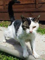 camberleycats's tweet photo. **FOUND CAT - PLEASE SHARE** 

Echo is 17 and has been found in Llanelli, SA15. His registered address is Camberley GU16 and we believe his owner's surname is Williams.

If you recognise him or know who the owners are, please email publicity@camberley.cats.org.uk - thanks! 🙏🐱 https://t.co/yOU2wiaNaR