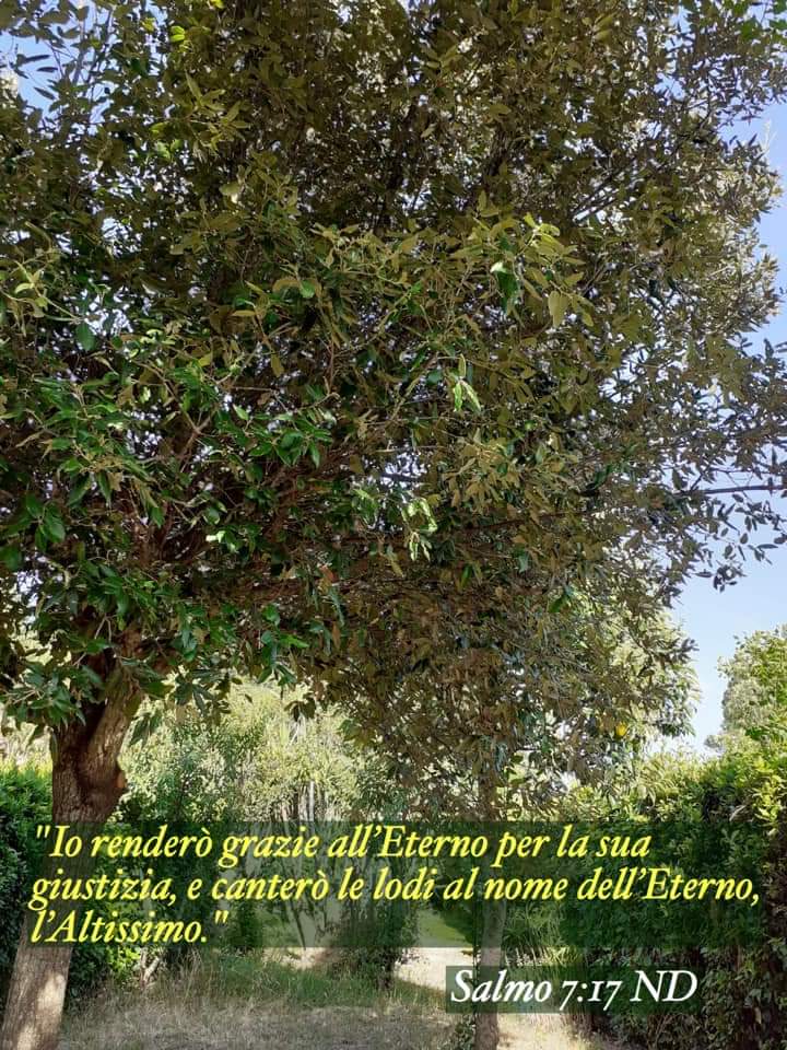 avventistigr's tweet photo. #rendere #grazie #eterno #giustizia #cantare #lodi #nome #altissimo #adorazione #dio #gesù #cristo #cristiano #grazia #fede #speranza #salvezza #salmo #spiritualità #avventista #avventistigrosseto https://t.co/qMJrt53lT5