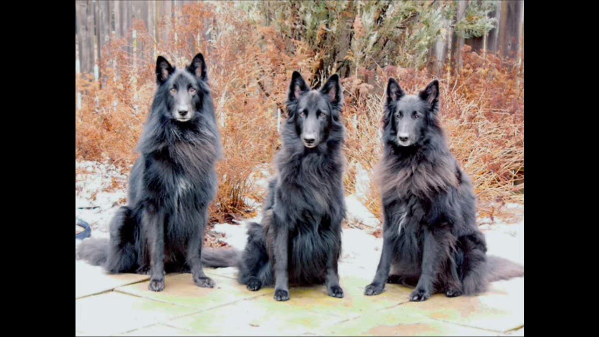 peronis's tweet image. visita nuestro nuevo sitio mipastorbelgafavorito.com encontraras toda la informacion relacionada al pastor belga