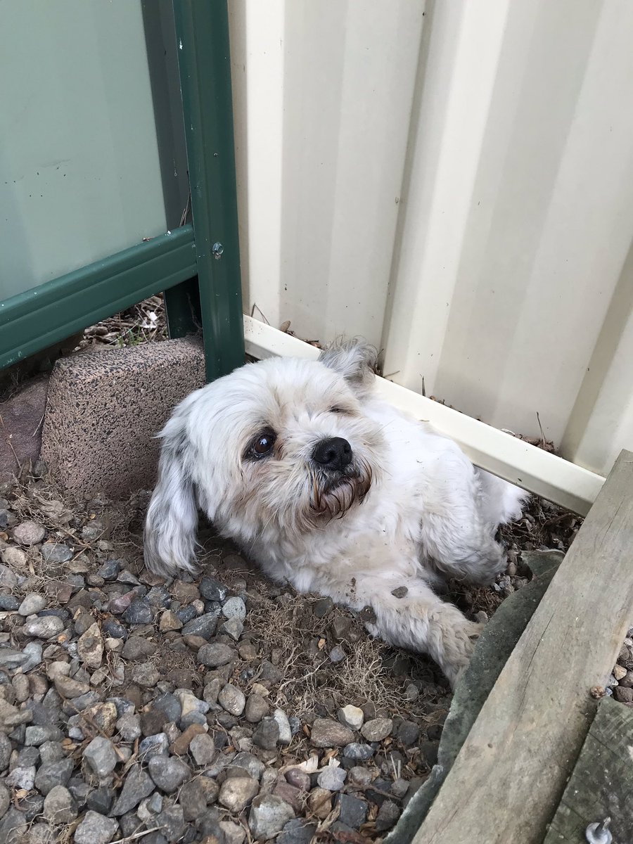 CCRescueSquad's tweet photo. Bentley’s great escape! 

The 9-year-old shitzu did his best Steve McQueen impersonation. This morning crews had to remove part of the colorbond fence to free the stuck pup without injury. #greatescape #vrarescue #centralcoast https://t.co/ESk8DpWwXk
