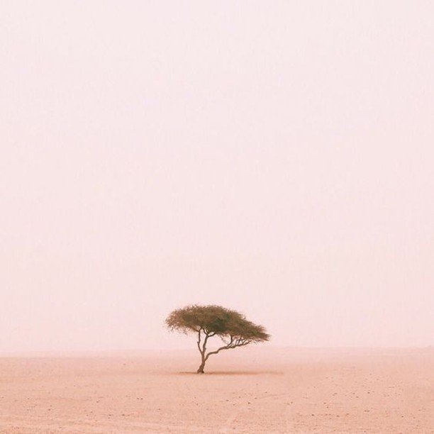 akarskin's tweet photo. Flowers can grow in deserts! Despite the extreme climate and rare rainfall, wildflowers survive and blossoms come every spring.
To see the world in a grain of sand, and heaven in a wildflower's bulb - it's all up to you. https://t.co/49t5CPbYtM https://t.co/uwuPViayHN
