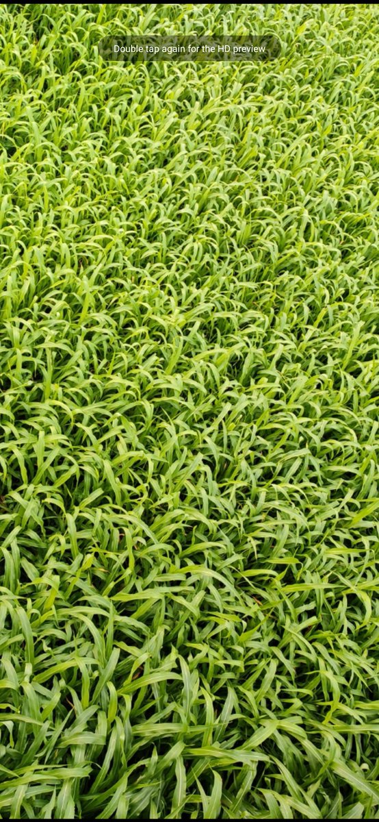 Md.Sohel Rana tweet media