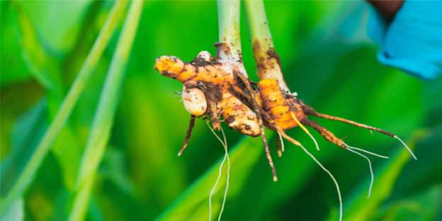 New Blog from <a href="/info_opi/">Kisan Agro</a> viralspices.com/blog/turmeric-…
#organicfood #turmeric #HealthyFood