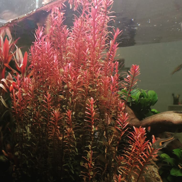 comipez_arganpe's tweet photo. Rotala rotundifolia bajo los efectos de la magia de Twinstar E600
#comipez #calidadgarantizada #rotala #rotundifolia #Natureaquarium #aquaticplants #efecto #magia #twinstar #galicia #argandadelrey
#effects #magic
Rotala Rotundifolia under the effects of the magic of Twinstar E600 https://t.co/Hq178GBTzy