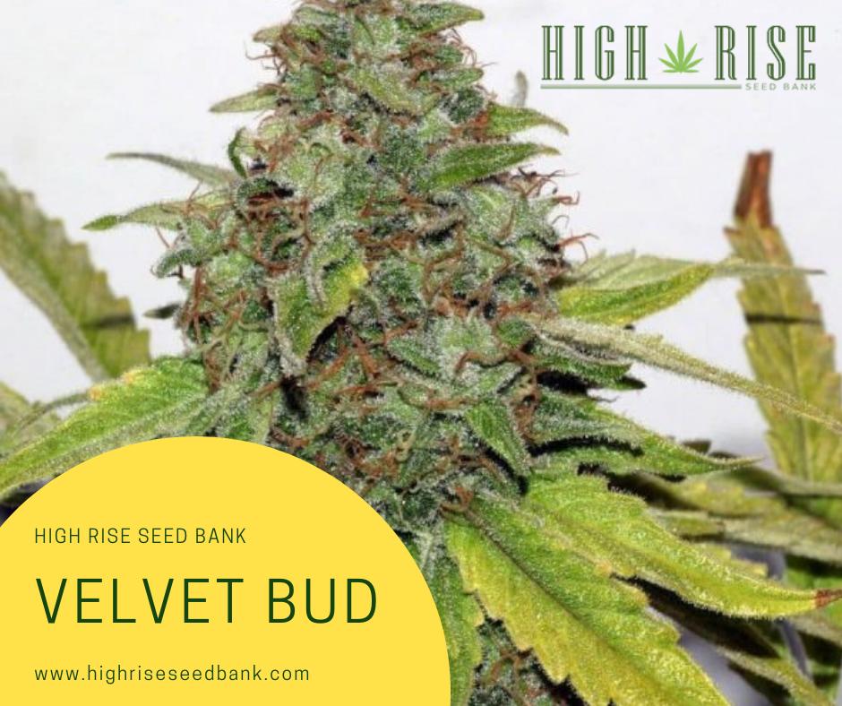 highriseseed tweet picture