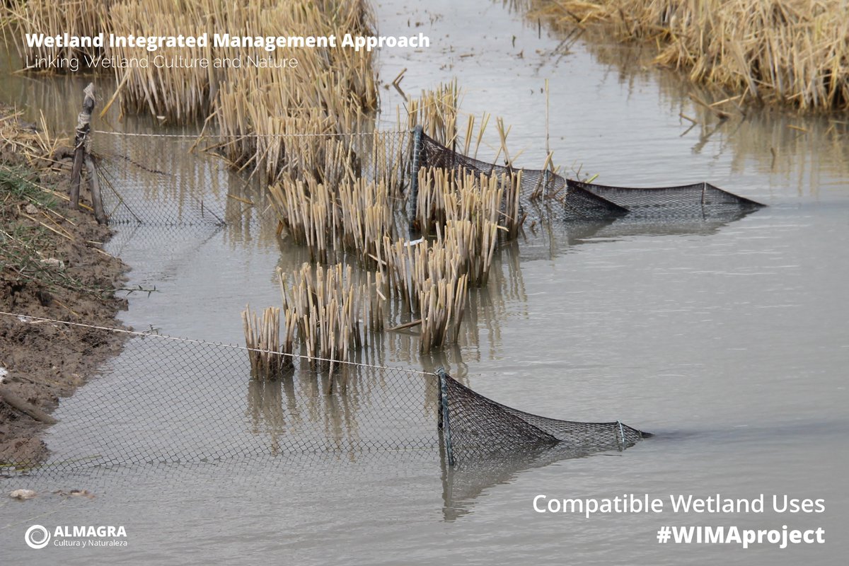 almagra_'s tweet photo. Usos compatibles del Humedal. Compatible Wetland Uses
#WIMAProject #BrazoDelEste
@RamsarConv, @wetnetmed, @FAMPcomunica, @SEO_BirdLife, @BirdLife_News, @BirdWatchingMag, @CHGuadalquivir, @MedioAmbAND, @mitecogob, @mapagob, @FAO, @FBiodiversidad https://t.co/ZmmW8CsFIi https://t.co/KVjRQ8txY2