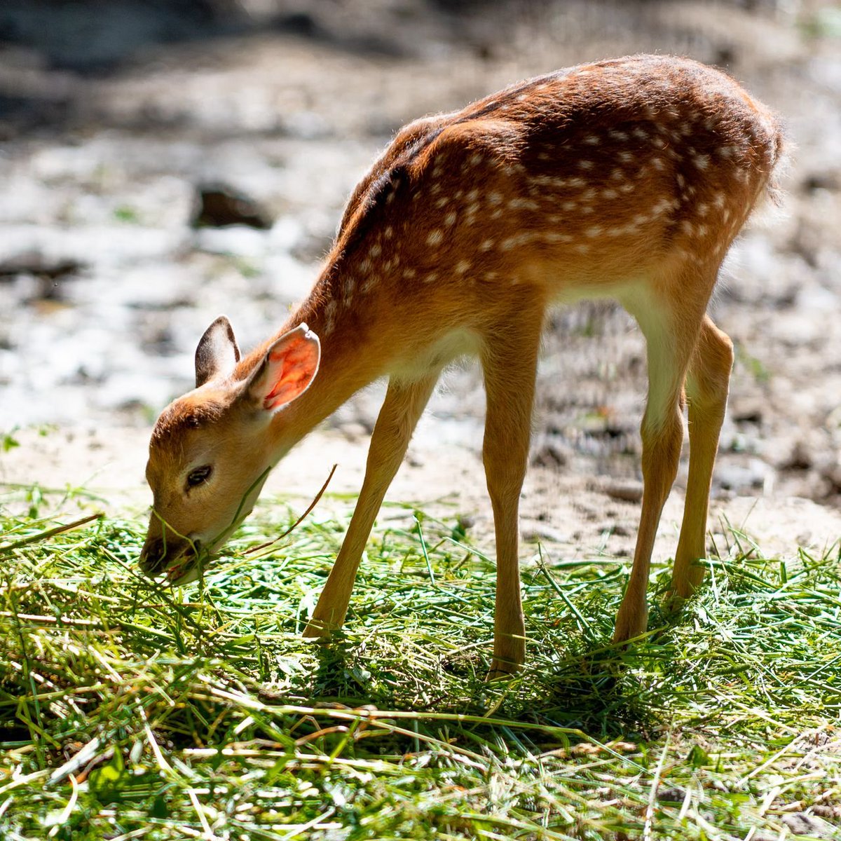 8BitPapa's tweet image. Nochmal dein erster Besuch im Tierpark. Bambi!!
😮🦌
#vaterblog #papablogger #papablogger_de #mamiblog #babyblogger #zoobesuch #familienblog #elternblog #tierpark #tierparkberlin #zoo #bambi #reh #rehkitz