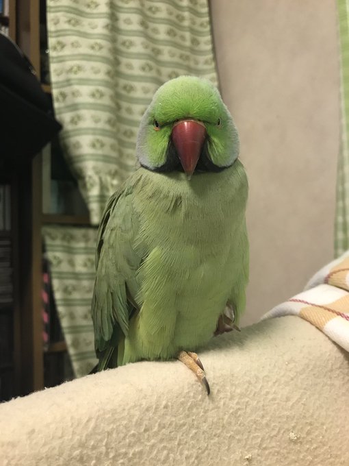 鳥の正面顔コンテストのtwitterイラスト検索結果 鳥の正面顔コンテストのtwitterイラスト検索結果
