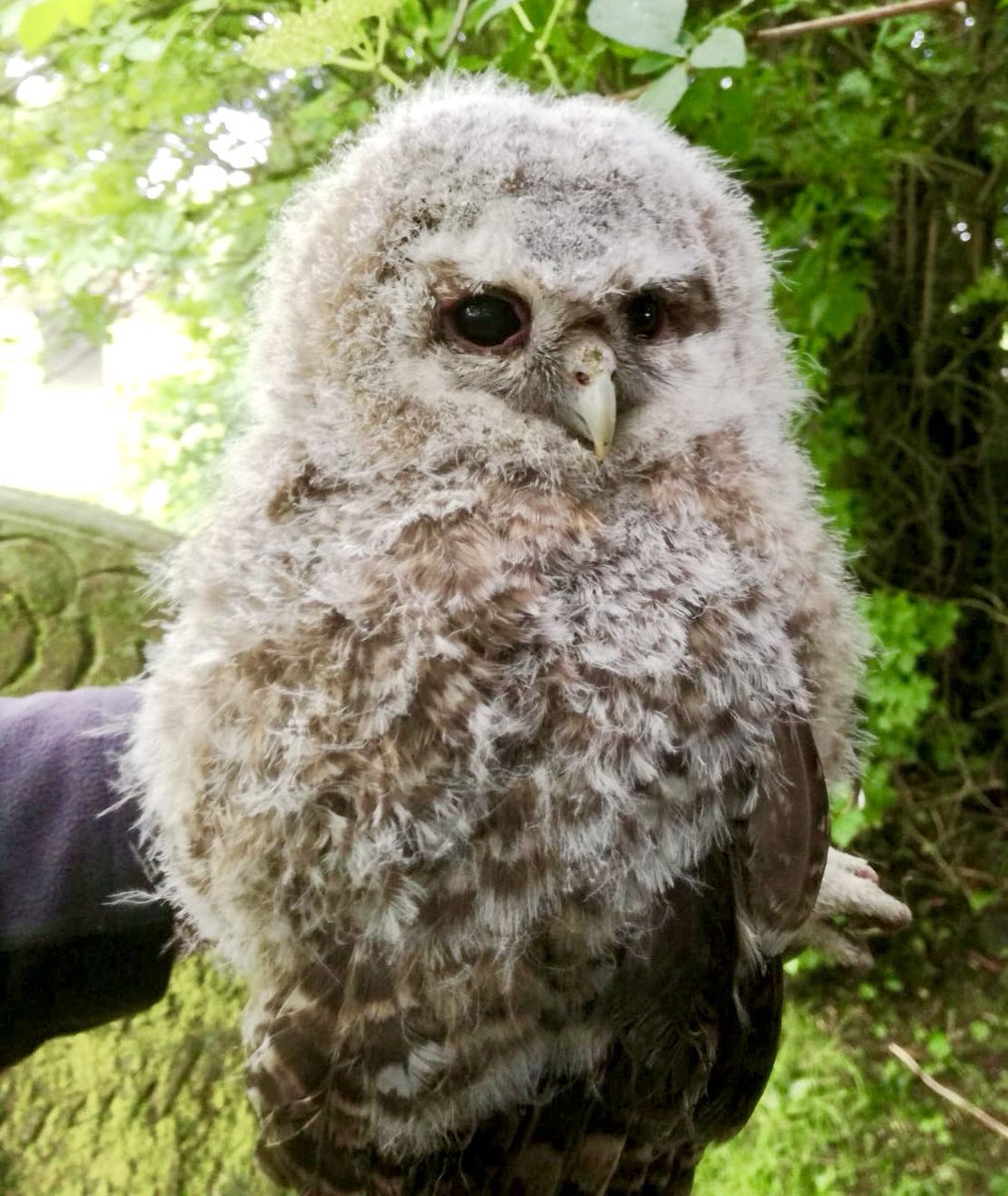 Yesterday in North Staffordshire a farmer who we work with contacted regarding a young Tawny Owl which was on a track and was worried it could get hurt. We arrived and placed it safely in a tree and not long after the parent bird came to feed it. Great result #opowl #farming