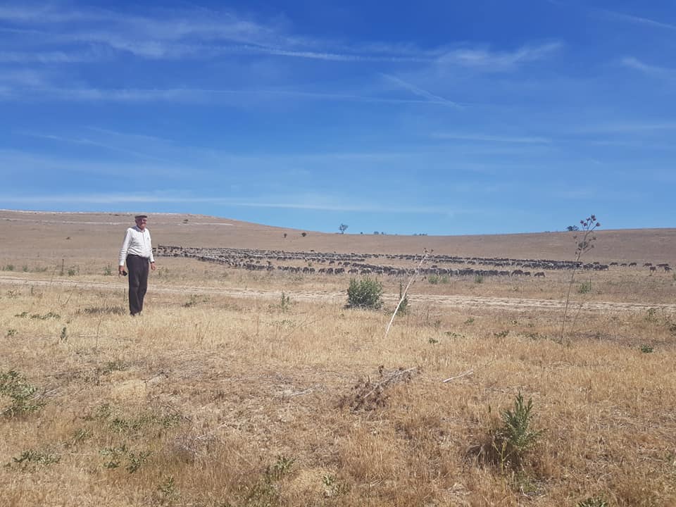 TrashumanciayN's tweet photo. Trashumancia Viva
16 de junio. Rebaño Concejo de la Mesta. Cruzamos Renedo de Esgueva y nos ayudó Basilio, un pastor de ovejas buen conocedor de la Cañada. Atravesamos Cabezón de Pisuerga para pernoctar en la proximidad del río...
Fotos, Juan Miguel Díaz. Escribe, Marity González https://t.co/DF6kswqXWK