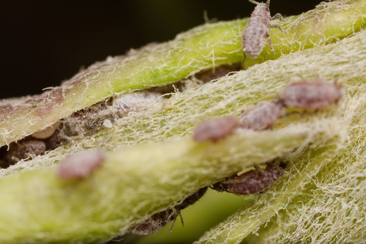 Twitter पर Mouuuusa ヨモギの虫こぶ ヨモギハベリマキフシ についてたクサカゲロウの幼虫が虫こぶをつくるアブラムシをどんどん食べる 虫こぶはいいぞ