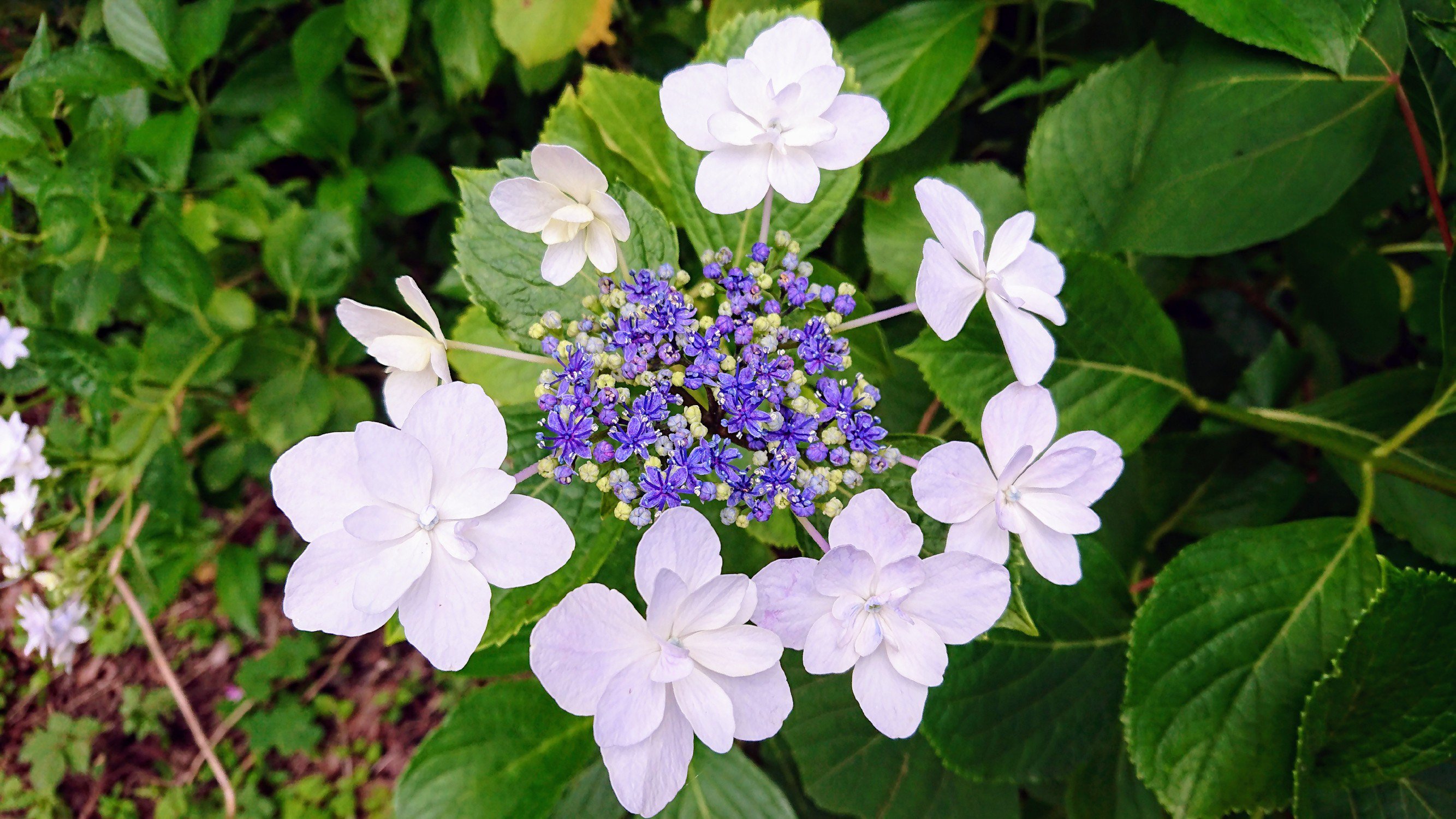蜻蛉池公園 公式 あじさい園にある珍しい名前のあじさいのご紹介です 墨田の花火 ありがとう 春よ恋 ダンスパーティー と 色とりどりの可愛らしいお花たちを皆さま見つけてください ご来園お待ちしております 蜻蛉池公園 アジサイ