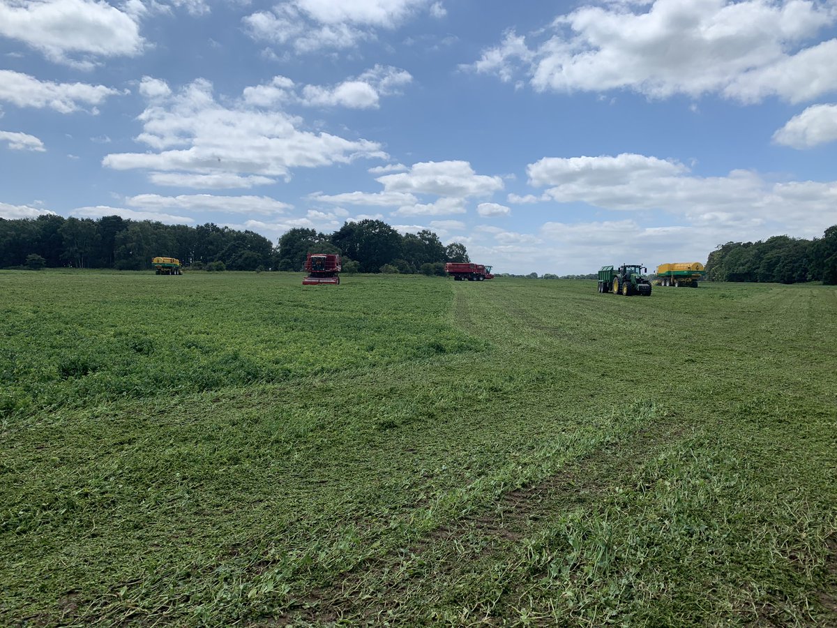 AGL pushing on with #speedypeas with <a href="/Heygatefarms/">Heygate Farms</a> in a nice crop of Boston peas with <a href="/ReneHenquet/">Rene Henquet</a> <a href="/YesPeas/">Yes Peas!</a>