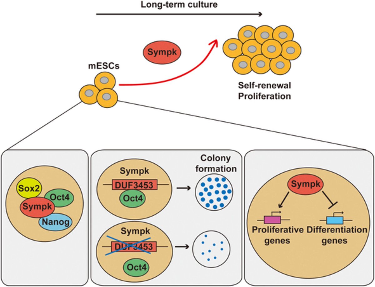 Interaction Between Sympk and Oct4 Promotes Mouse Embryonic Stem Cell Proliferation 

#Symplekin #Oct4 #ESCs #Proliferation #Pluripotency #GenomicStability bit.ly/2WDWxgR