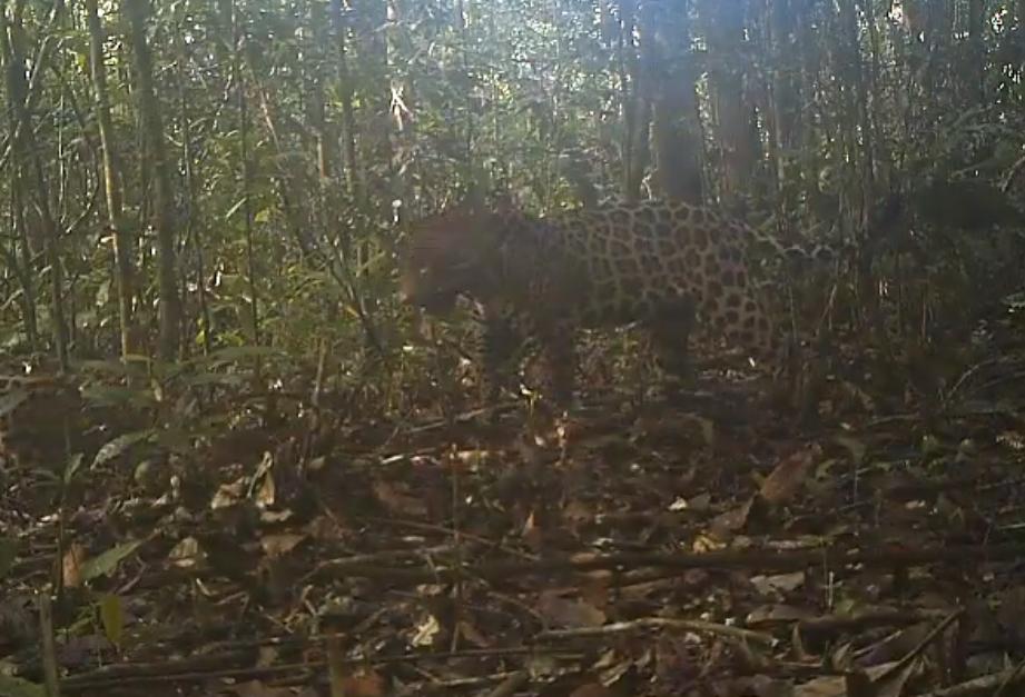 "There's a Jaguar on my concession and I don't know what to do..." Who completes sentence ;)? #sustainable #palmoil protects #Jaguars here: bit.ly/2RnL3Ij Greate example <a href="/Agropalmaemrede/">Agropalma</a> <a href="/RSPOtweets/">Roundtable on Sustainable Palm Oil</a> <a href="/EPOA_EU/">Global Action on Sustainable Palm Oil</a>