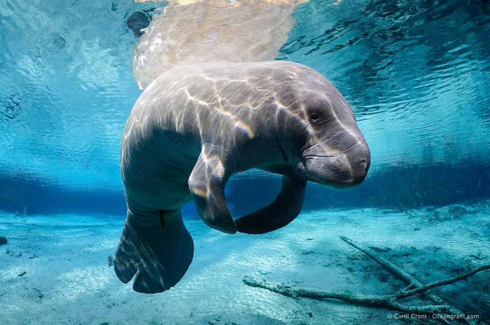 It's #ManateeMonday and the sun's out. Enjoy the day :3