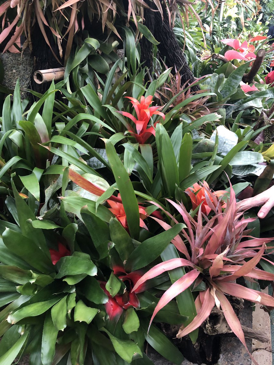 greenatqueens's tweet photo. Some of the great plants being view by @QUBstaff in the Palm House as part of our tour of Botanic Gardens #WalkingWeek #GetActiveNI @QUBelfast https://t.co/0EDjBp6VHr
