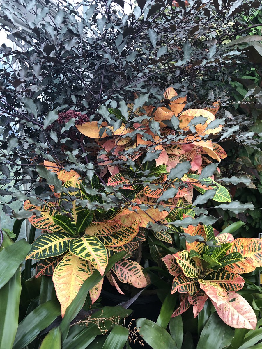 greenatqueens's tweet photo. Some of the great plants being view by @QUBstaff in the Palm House as part of our tour of Botanic Gardens #WalkingWeek #GetActiveNI @QUBelfast https://t.co/0EDjBp6VHr