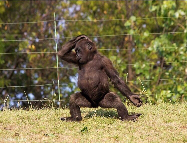 TolaBrown's tweet image. It&apos;s time to dance to #NormalMisbehaviour by @iskokoPee