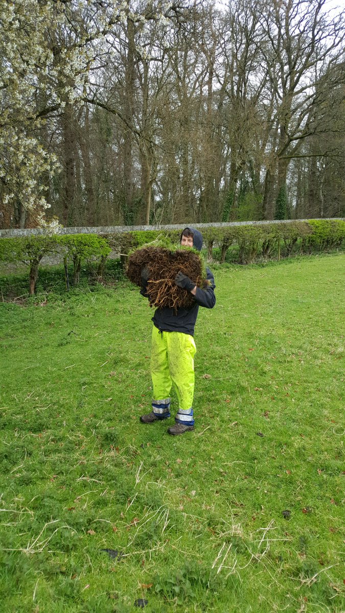 SmallholderIRL's tweet photo. Creating dense nettle bed that are suitable for corncrake requires a lot of work. First job is nettle root harvesting from a horse stub in Co. Kildare. To produce 250m3 of nettle bed you require 200 nettle sods (0,4m x 0.4m). Nettle sods dug up by hand https://t.co/jw4VQG9ove