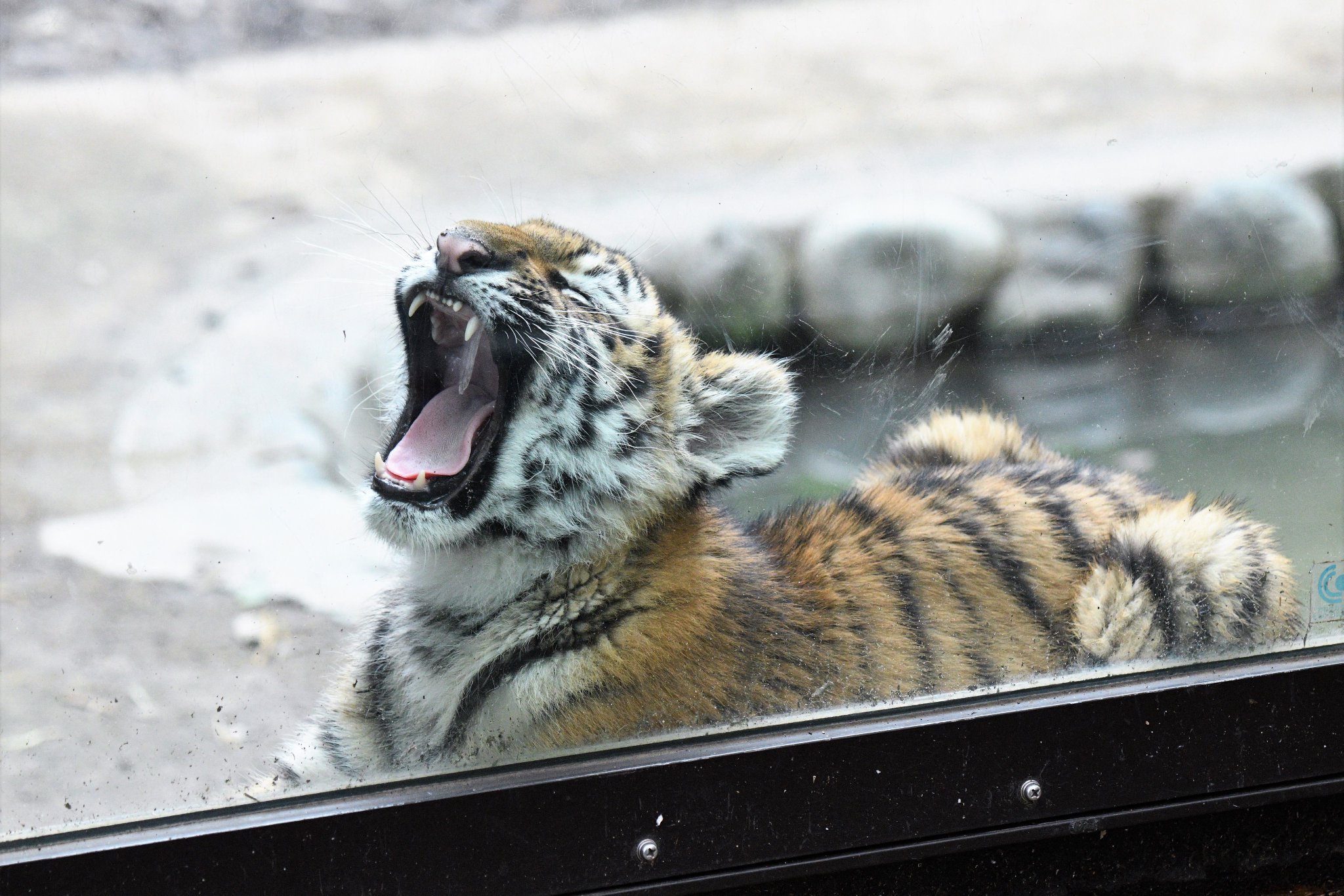 空白寺 در توییتر 窓際で大あくびする赤ちゃんトラ ふかふか落葉ベッドでおやすみなさい 多摩動物公園 アムールトラ