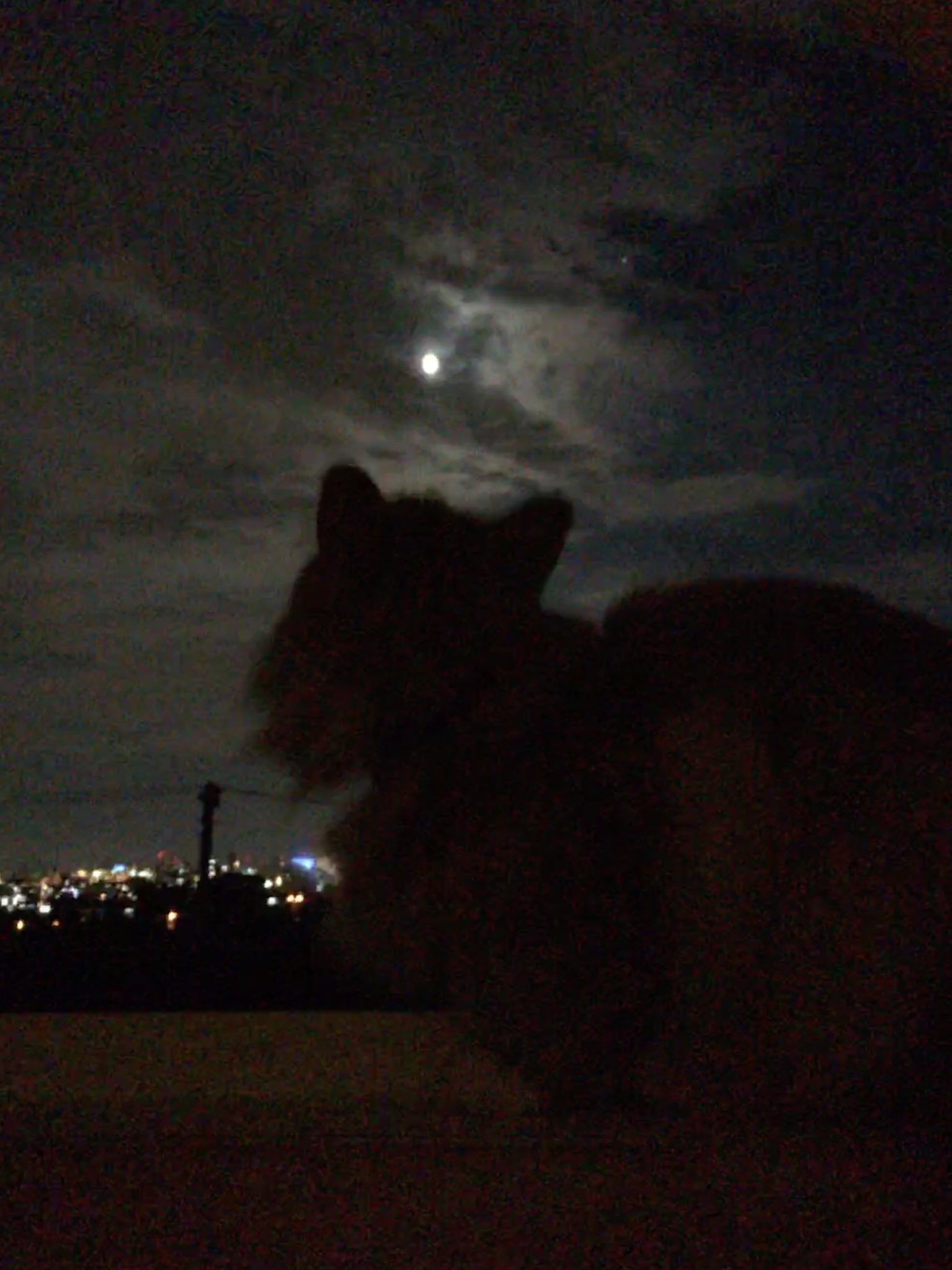 月見猫 Twitter Search Twitter