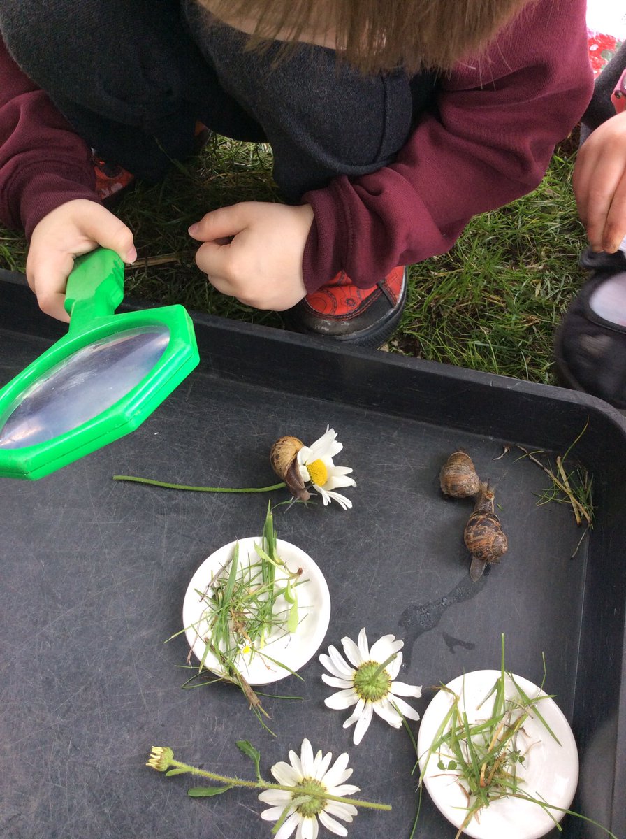 ABCPschool's tweet image. Nursery investigating the outside area. #eyfsinvestigation #itsabugslife