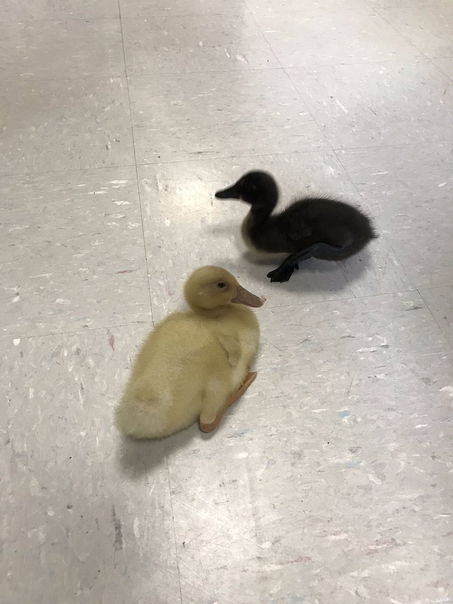Valerie Trefny, LCSW (@trefnyvmcsd) on Twitter photo What do you think @EdServices_MCSD ? Therapy ducks next? 🤣👍 <a href="/ARPanthers/">Austin Road School</a> <a href="/mjdopey/">Mary Jean Cerbini</a> What do you think @EdServices_MCSD ? Therapy ducks next? 🤣👍 <a href="/ARPanthers/">Austin Road School</a> <a href="/mjdopey/">Mary Jean Cerbini</a>