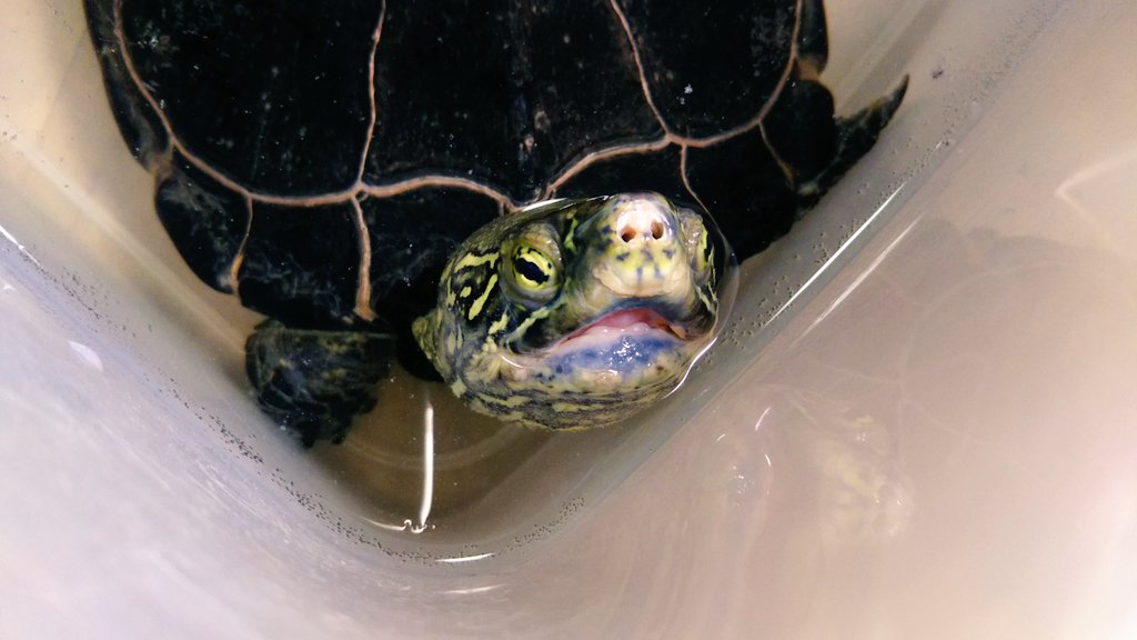 22歳雌のクサガメ トト の卵管脱の経過