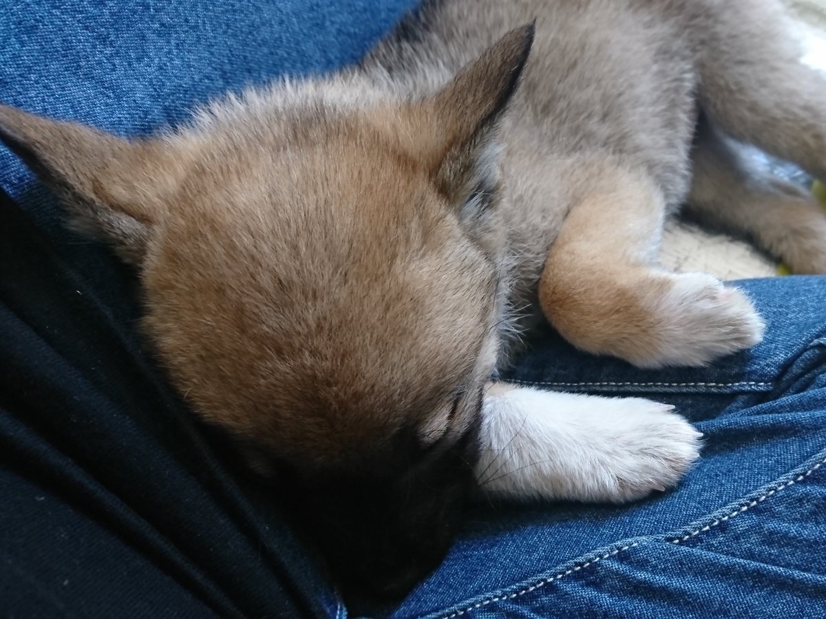 tomtit0121's tweet photo. 来た日と来たばっかりと来たばっかりと１年３ヶ月後(今)
天使やん。
今は…(´ｰ∀ｰ`)
悪ガキ…(´ｰ∀ｰ`)

#うちの子自慢コンテスト2019 https://t.co/jT5I4deDkr