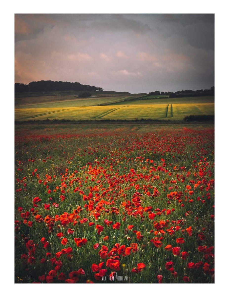 Patience (waiting for a break in the cloud for this light!)

Yes it's another poppy shot from me! #WexMondays #appicoftheweek #fsprintmonday #travel #landscapephotography #Dorset 

<a href="/AP_Magazine/">Amateur Photographer</a> <a href="/lovefordorset/">Love For Dorset</a> <a href="/DorsetHour/">#Dorsethour</a> <a href="/DorsetExplore/">Explore Dorset</a>
